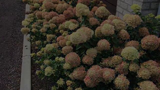 Гортензия Литл Лайм – описание и выращивания сорта смотреть онлайн