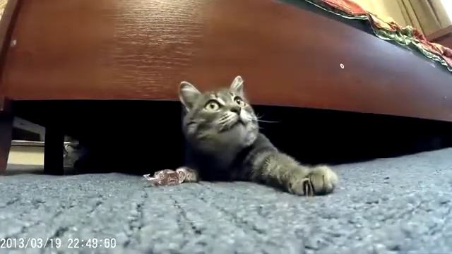 Кошка испугалась , под кроватью безопасно смотреть онлайн