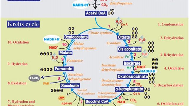 TCA Cycle смотреть онлайн