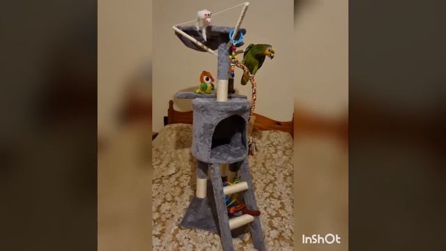 Parrot gets a new Tree House! No Java Tree needed now ? Clover ? #javatree смотреть онлайн