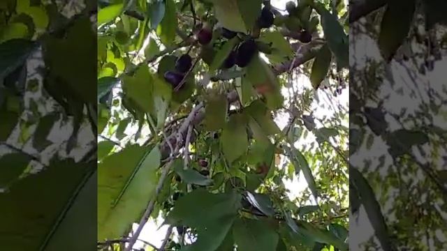 Java Plum Tree #Syzygium cumini, commonly known as Malabar plum, Java plum, or black plum, смотреть онлайн