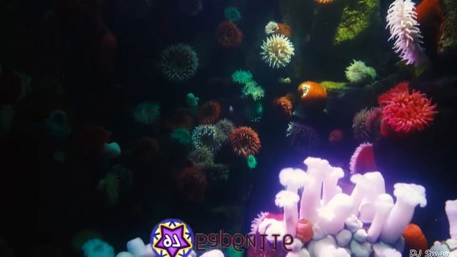 Шарарам. Барби116 - Глубокое синее море (Клип). смотреть онлайн