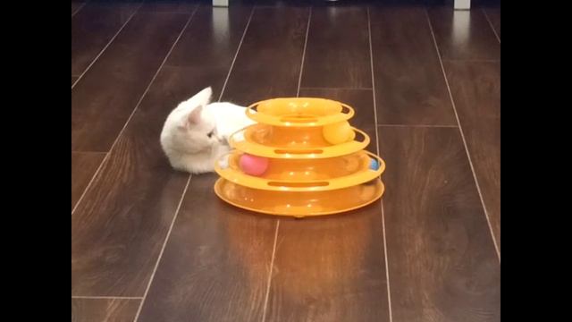 Для чего нужен кот