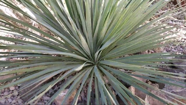 Юкки и кактусы в открытом грунте (Yucca And Cacti Growers)