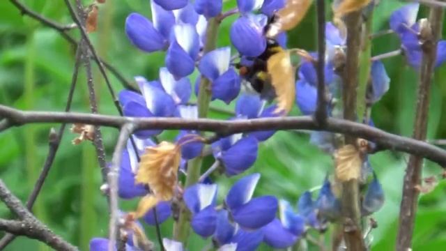 Лето Японский саксафон Релакс 7 смотреть онлайн