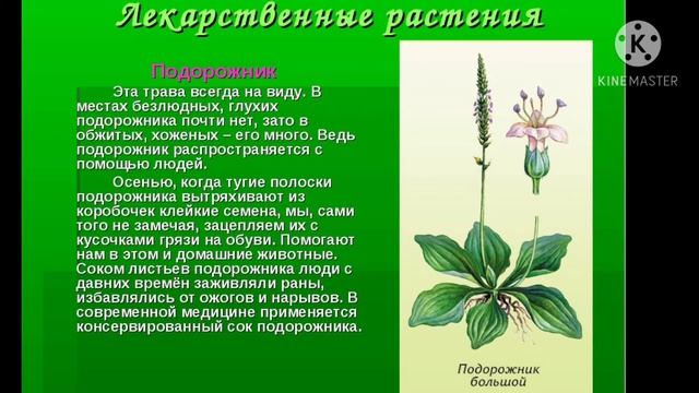 Призентация на тему ,, Жизнь луга „ смотреть онлайн