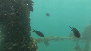 Собираем мидии на затопленном танкере «Эмба».Плов из мидий.11.07.2021.Абхазия.Сухум.