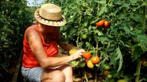 СУПЕРБОМБА! ОБЗОР СОРТОВ ТОМАТОВ! Советы от ЗЕЛЕНОГО ОГОРОДА!