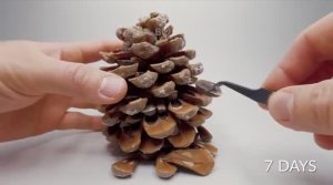 Он целый год снимал как растут 15 РАСТЕНИЙ