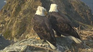 10 Животных, Образующих Пару на Всю Жизнь