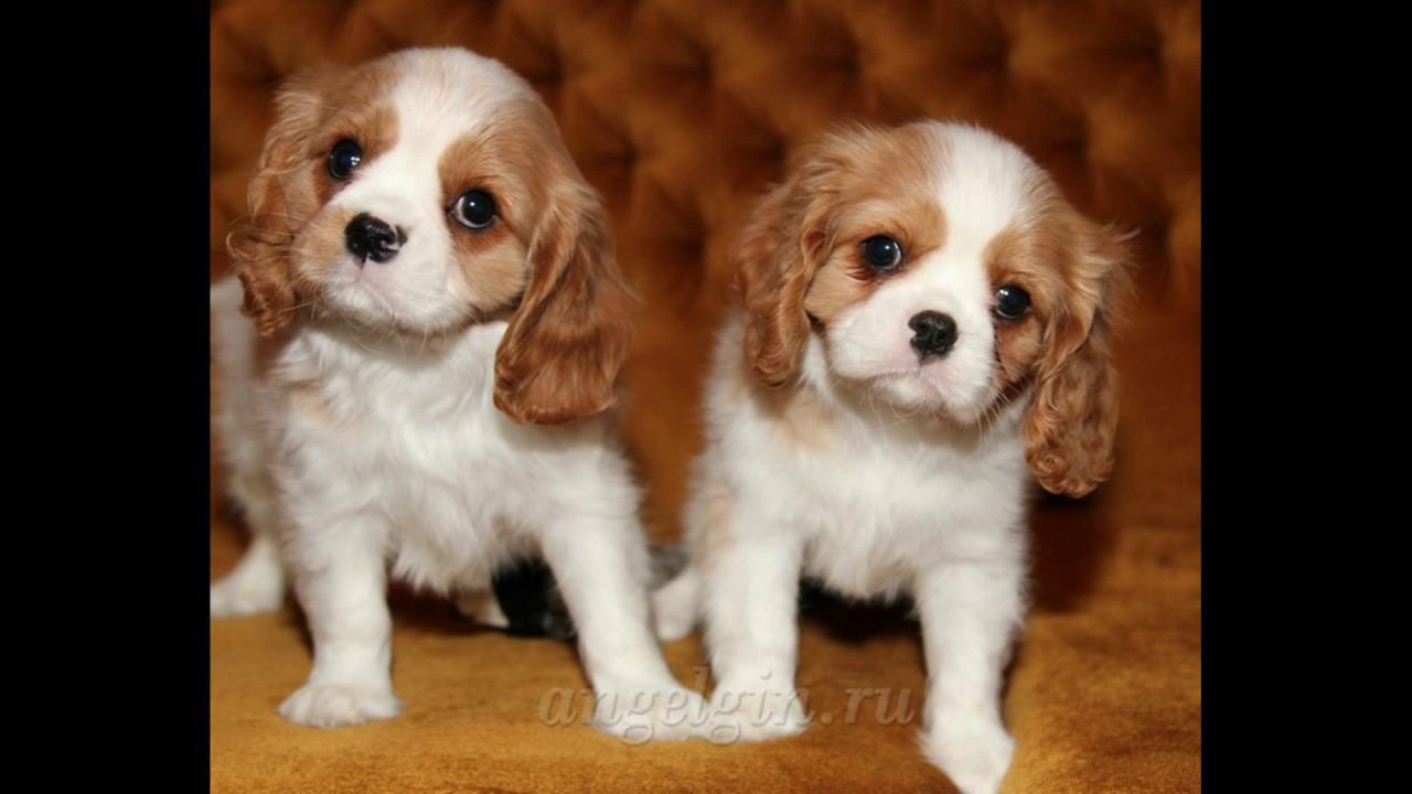 Кавалер Кинг Чарльз спаниель.2 месяца. смотреть онлайн