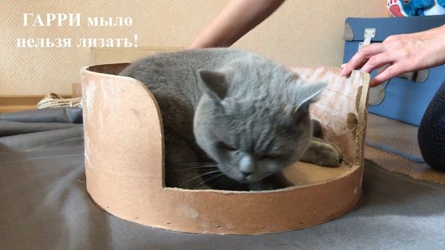 СМЕШНОЙ Гарри. Делаем КОГТЕТОЧКУ для британского кота. / Big british cat and his hous смотреть онлайн