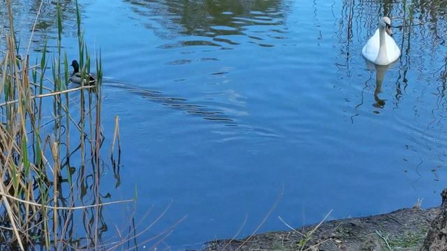 Как лебеди решили повоспитывать утят... и что из этого вышло...