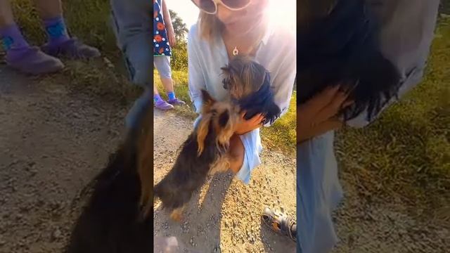Знапомство йориков #собака #йорик #собачки #intags #активныйотдых #семья #shorts