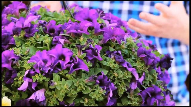 Surfinia Timelapse Growers w Chris Spanton Suttons Consumer Products смотреть онлайн