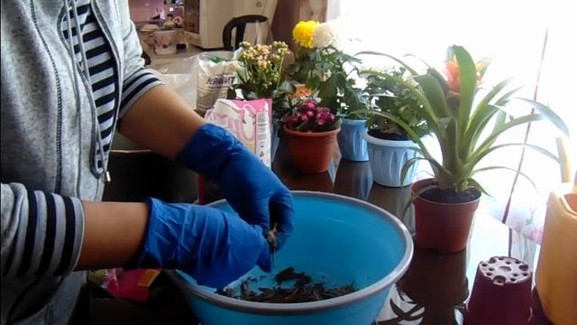 Гузмания - пересадка, уход.