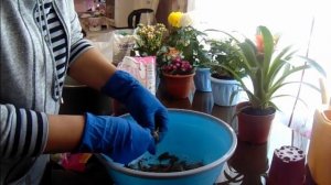 Гузмания - пересадка, уход.