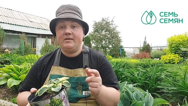 Какие сорта хост выбрать в свой сад и как за ними ухаживать смотреть онлайн