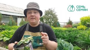 Какие сорта хост выбрать в свой сад и как за ними ухаживать