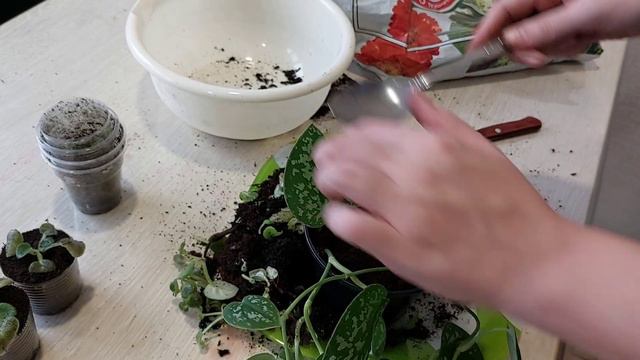 Ура!Новая коллекция фиалок зацвела смотреть онлайн