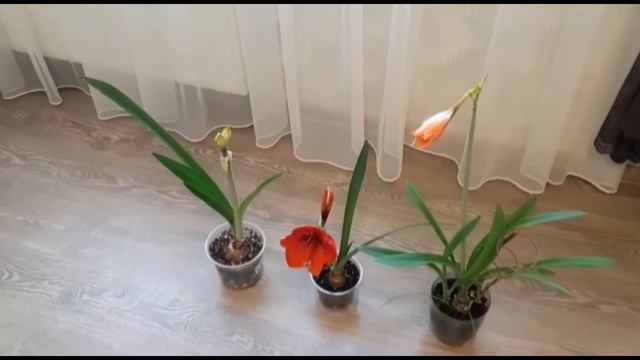 Видео 57. Обзор гиппеаструма с Тайланда смотреть онлайн