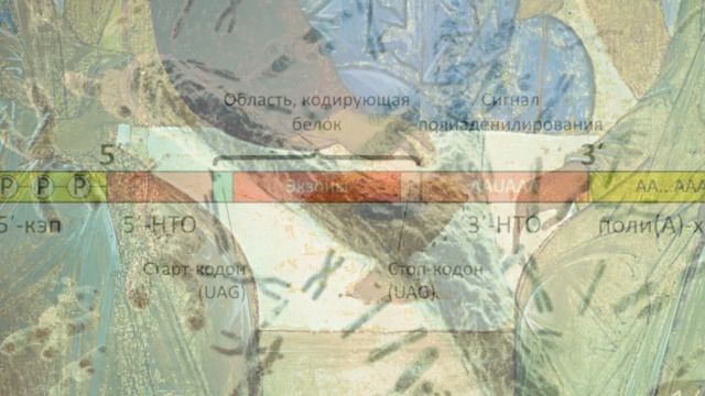 XY chromosome смотреть онлайн