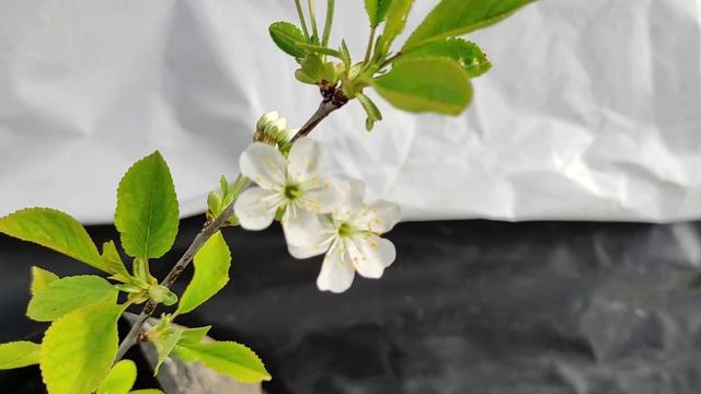 вишня любская смотреть онлайн