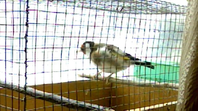 Щегол смотреть онлайн