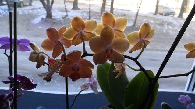 Полив орхидей в керамзите смотреть онлайн