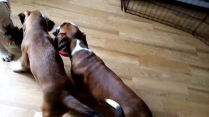 Щенки немецкого боксера, 2 месяца / Boxer puppies, 2 months
