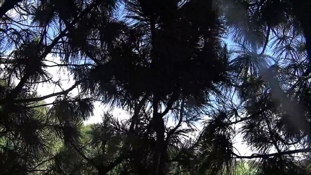 За шишкой на кедру! A pine cone! смотреть онлайн