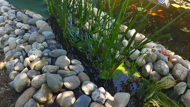 Карпы Кои, Осетры и Золотые амуры в пруду. смотреть онлайн