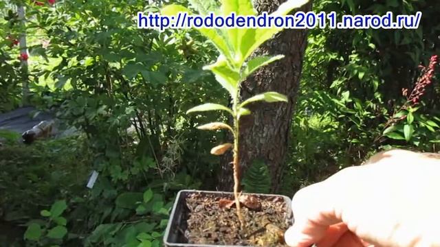 17 08 17г Сеянцы рододендронов готовим к зиме смотреть онлайн