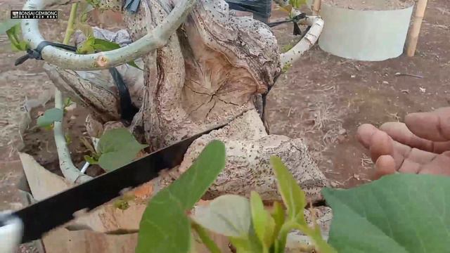 Membuat Bonsai Waru India Expose Akar Super Jumbo смотреть онлайн