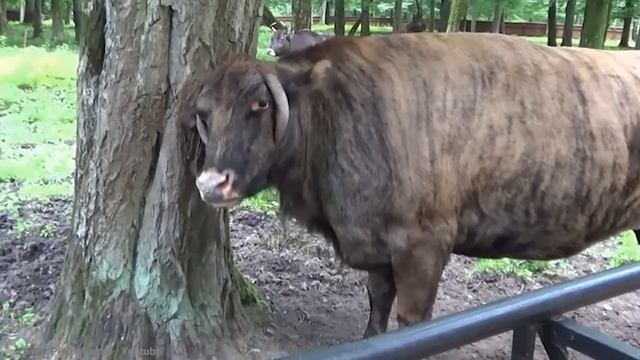 15 Amazing Hybrid Animals That Actually Exist смотреть онлайн