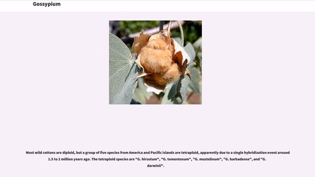 Gossypium смотреть онлайн