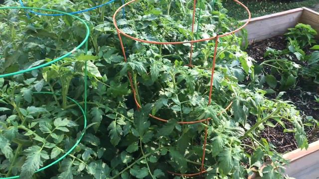 How does my garden grown? Check out my JUNE GARDEN TOUR! 🐝🌸🍀🌞 & HAPPY BIRTHDAY JAMIE!!! смотреть онлайн