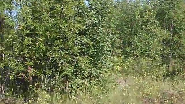 Новое средство от комаров и поездка за лекарственными травами смотреть онлайн