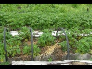 Грядки по методам Курдюмова Н.И и Бублика Б.А. Хозяйство Виктора Вовка