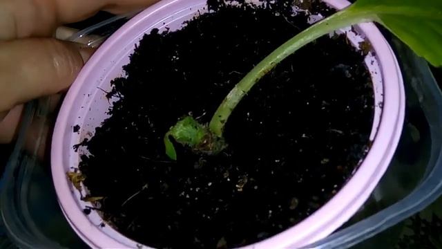 Мои глоксинии. Обрезка и результатспустя 10 дней