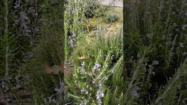 колибри на розмарине смотреть онлайн