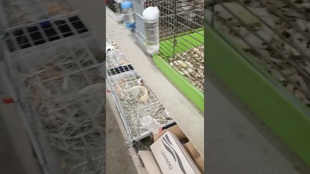 Лысые крысы, хорьки, попугаи. Птичий рынок. #хорек #попугай #крыса #птичийрынок смотреть онлайн