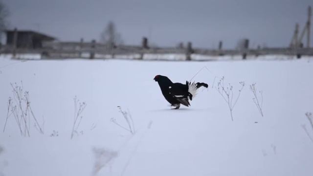тетерева смотреть онлайн