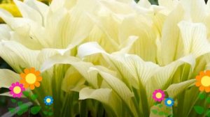 Хоста гибридная White Feather. Краткий обзор, описание характеристик, где купить саженцы