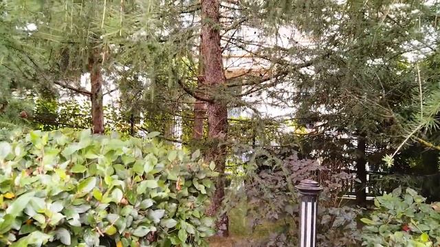 Красивый участок?Садовый дизайн? Как отгородиться от соседей?