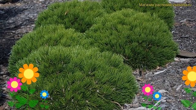 Сосна белокорая Шмидта. Краткий обзор, описание характеристик pinus leucodermis Schmidtii смотреть онлайн