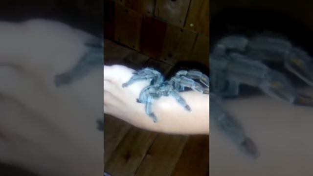 Паук на руке смотреть онлайн