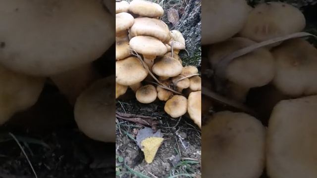 грибы. полная корзина в одном месте. #грибы