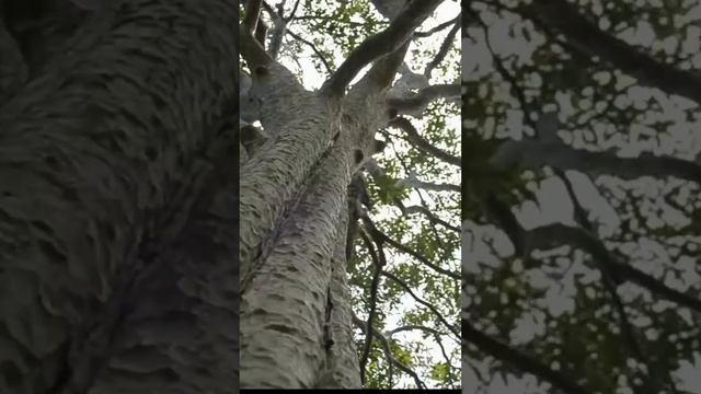 Медитация родовое дерево, почувствуй связь с родом смотреть онлайн
