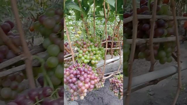 Кишмиш Молдавский. 2022.08.30. смотреть онлайн